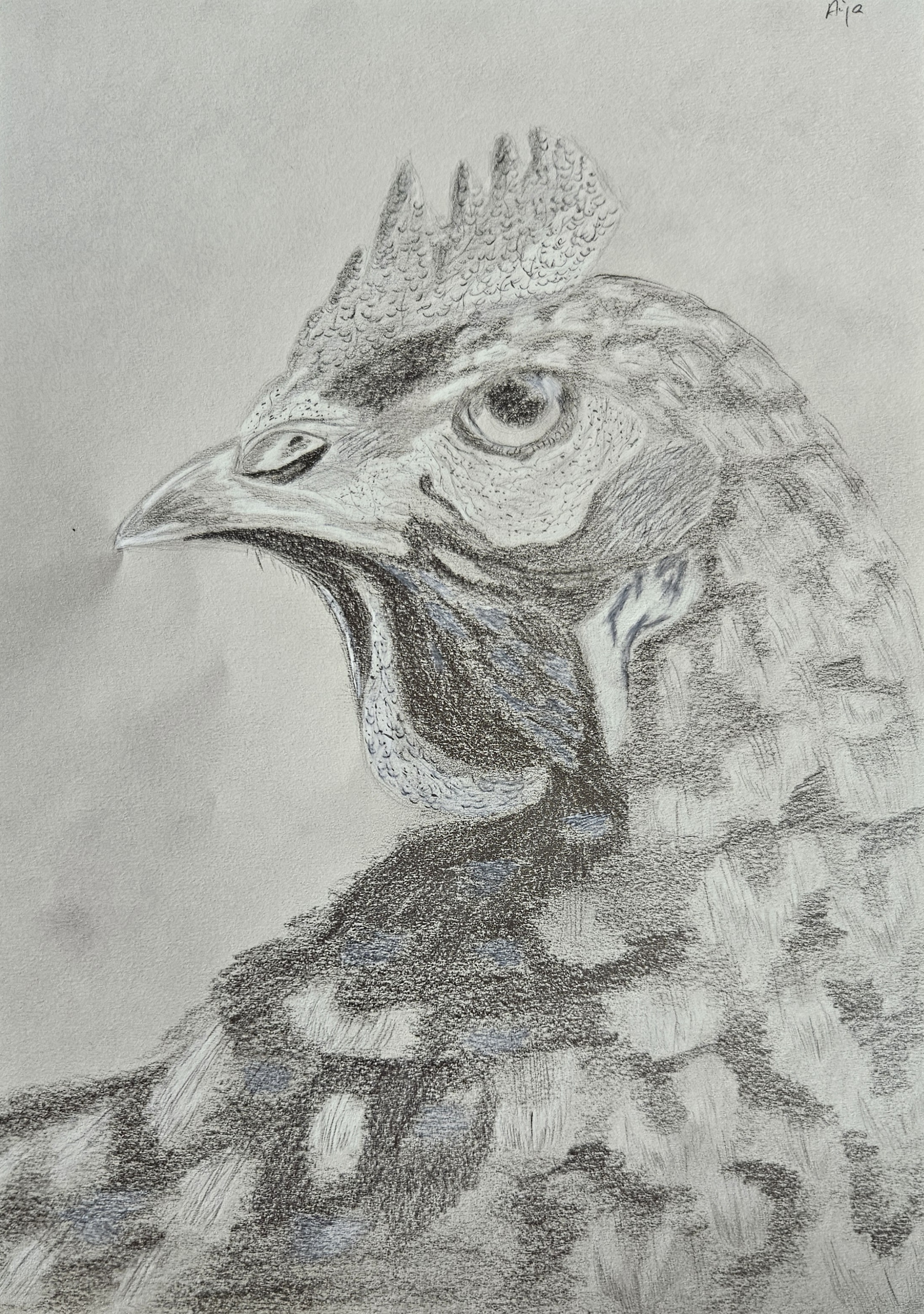 huhn-zeichnung-bleistift-A4