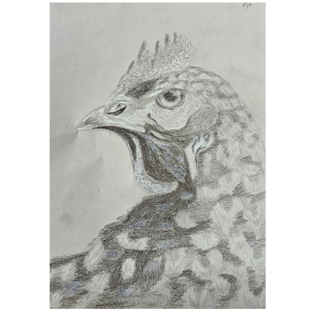 huhn-graphit-a4-2024